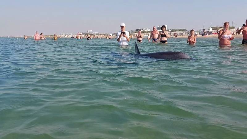 Анапа. Дельфины в море. Не перематывайте! Релакс для наших зрителей.