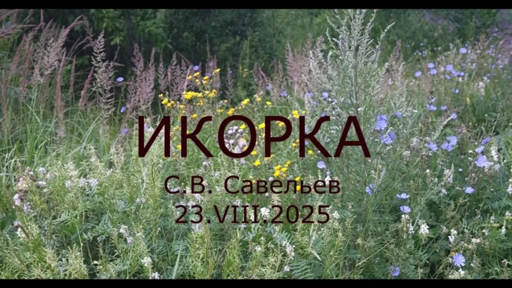 С.В. Савельев - Икорка