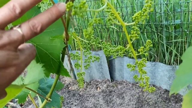 Подмосковье 24августа,..шикарный эксперимент с виноградом 💁🍇🍇🍇