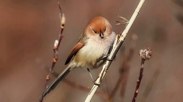 Звук природы. Пение птиц. Птицы. Пение птицы Сутора тросниковая