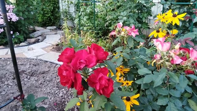 Осенний август в Саду Двух котов 🐈🌹🐈⬛