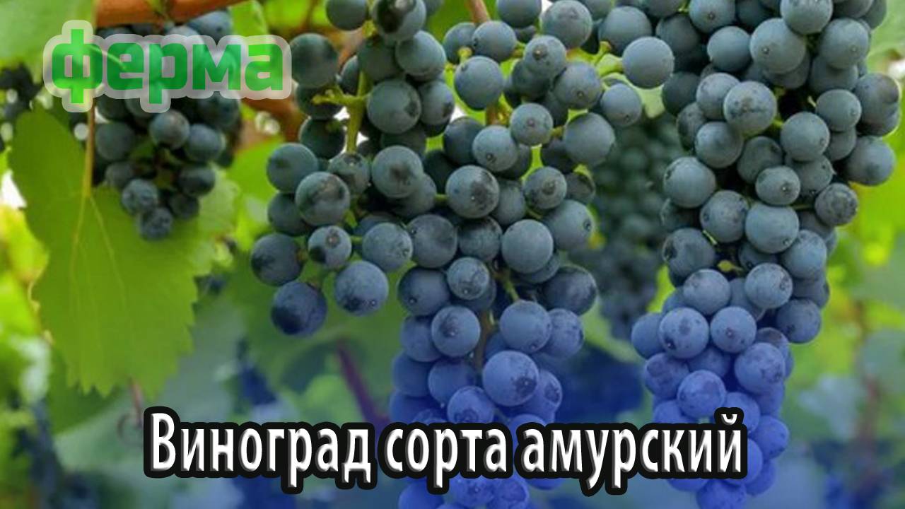 Виноград сорта амурский особенности посадки, выращивания и ухода