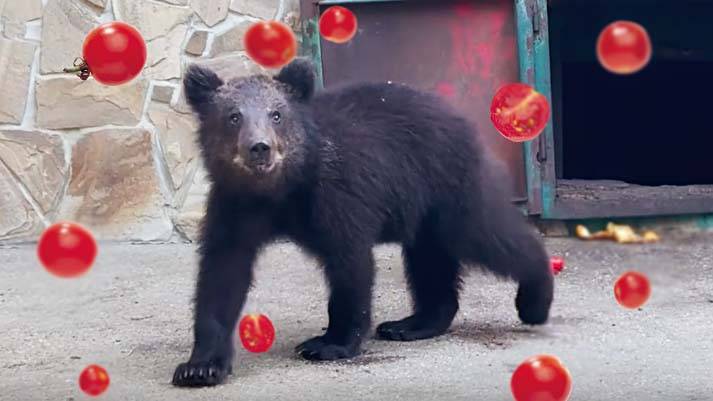 Помидорный дождь у Топы и Кнопы! Попали даже в бассейн к соседу! Медведи рады помидорам! Тайган