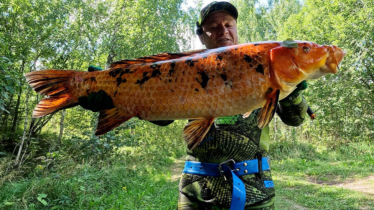 ТАКОГО ТРОФЕЯ ЕЩЁ НЕ БЫЛО!!! ТРОФЕЙНЫЙ "ТИГРОВЫЙ КАРП" (кои)!!!