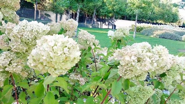 286 Краснодар. ПАРК ОБЛАКОВ В ПАРКЕ ГАЛИЦКОГО. КРОЛИЧЬЯ НОРА