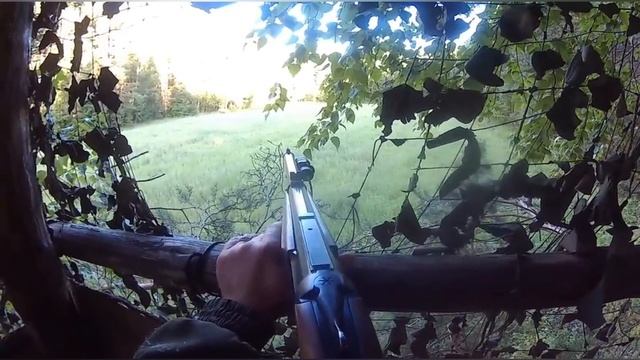 Охота на медведя на овсах