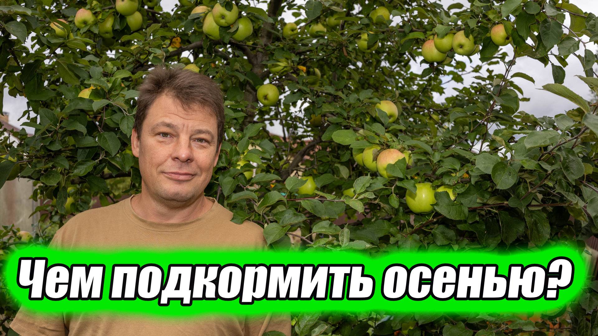 Чем подкормить свой плодовый сад осенью для обильного плодоношения в следующем сезоне