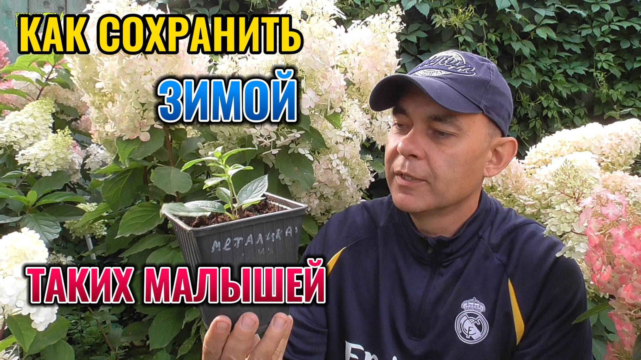 Как хранить саженцы гортензии зимой в зависимости от их возраста и развития 🌸