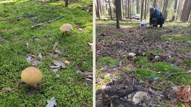 За грибами 🍄 #природа #лес #отдых
