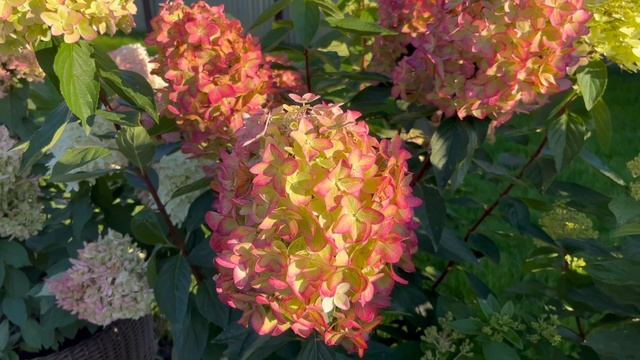Нереальной красоты метельчатая гортензия Металлика (Hydrangea Metallica)