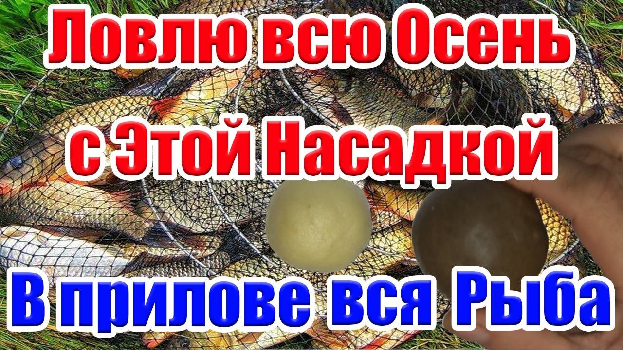 Две Универсальные Насадки для Рыбалки Осенью. На что ловить рыбу Осенью Карася Карпа Плотву