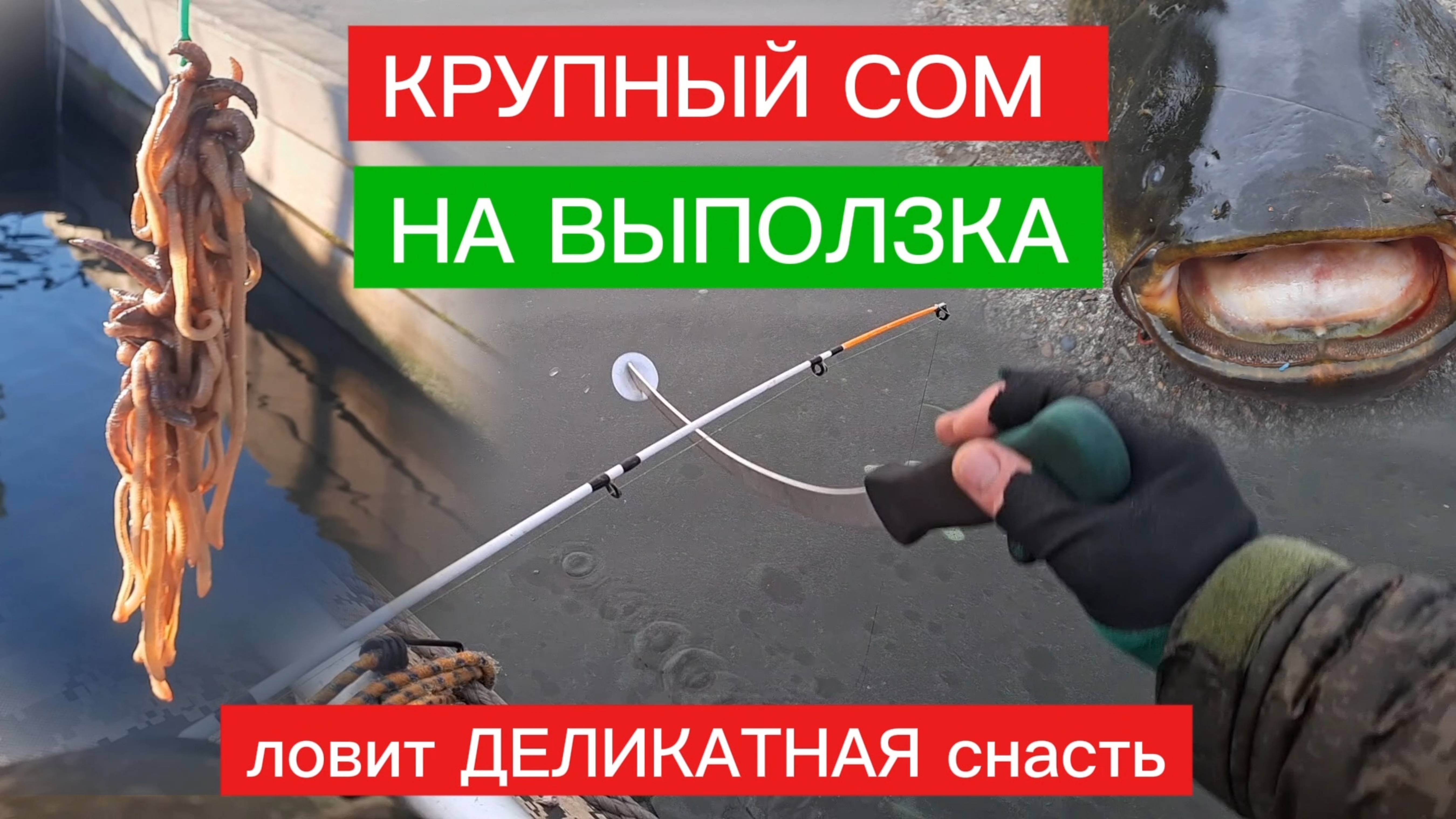 КРУПНЫЙ СОМ на ВЫПОЛЗКА. ЛОВЛЯ СОМА с КВОКОМ. Деликатная СНАСТЬ ловит КРУПНОГО СОМА. СОВЕТ ПО СОМУ