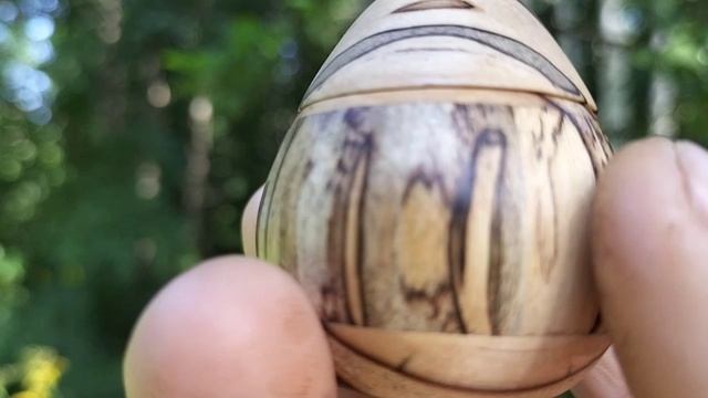 Шкатулка в августовском лесу на ольхе с цветами
