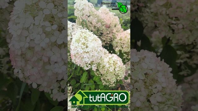 Моя гортензия цветет, как никогда раньше! Секрет пышного цветения. Уход за гортензией от А до Я.
