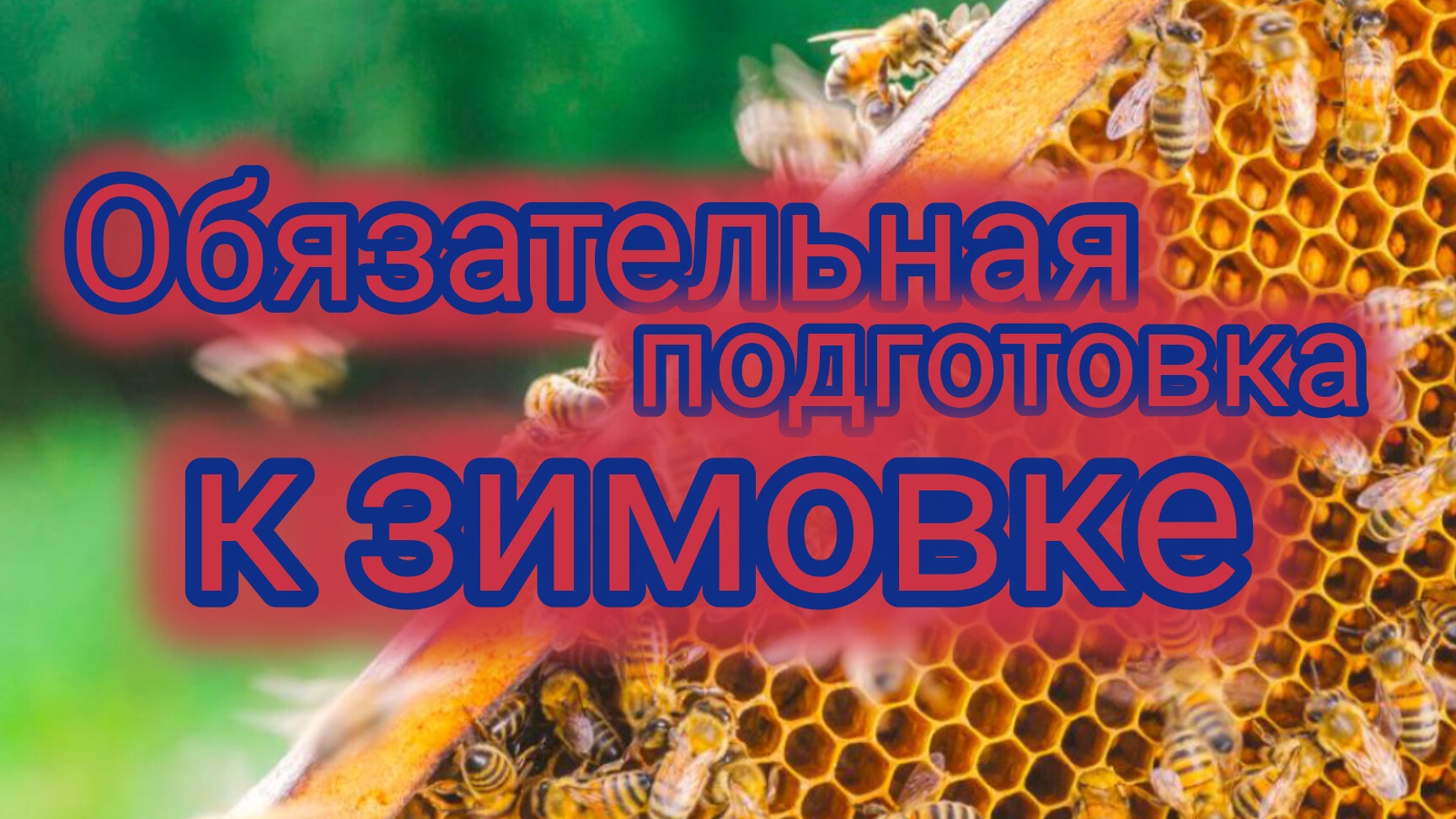 Обязательная подготовка к зимовке 🐝