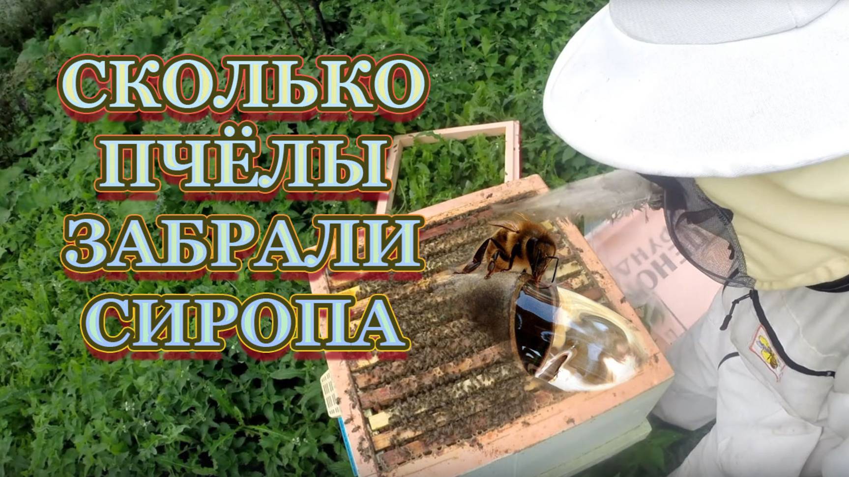 26 августа 25 года, забрали пчелы сироп, или нет, всё подробно.