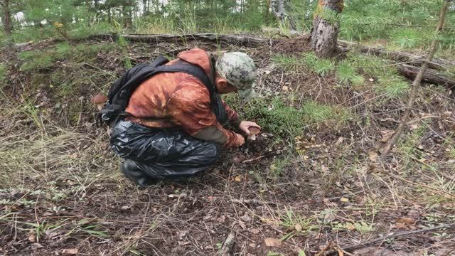 СБОР ГРИБОВ 25 АВГУСТА