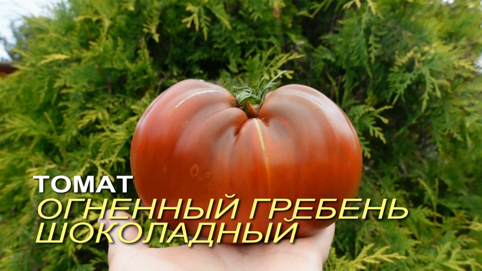 Томат ОГНЕННЫЙ ГРЕБЕНЬ ШОКОЛАДНЫЙ. Обзор сортов ТОМАТОВ!