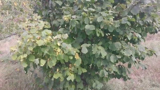 Очень важный совет относительно сбора фундука и лещины!