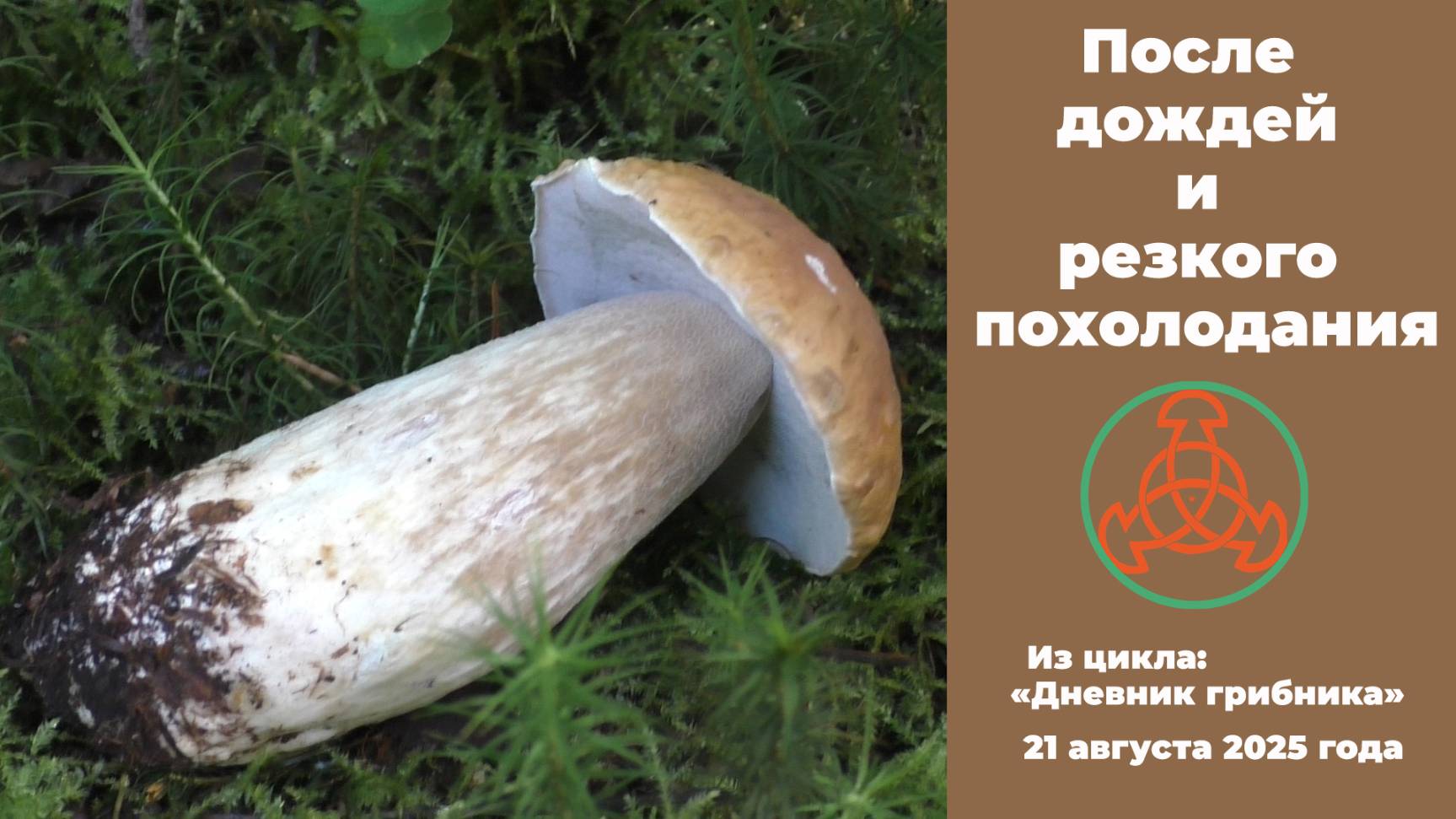 После дождей и резкого похолодания. Дневник грибника 21 августа 2025 года.