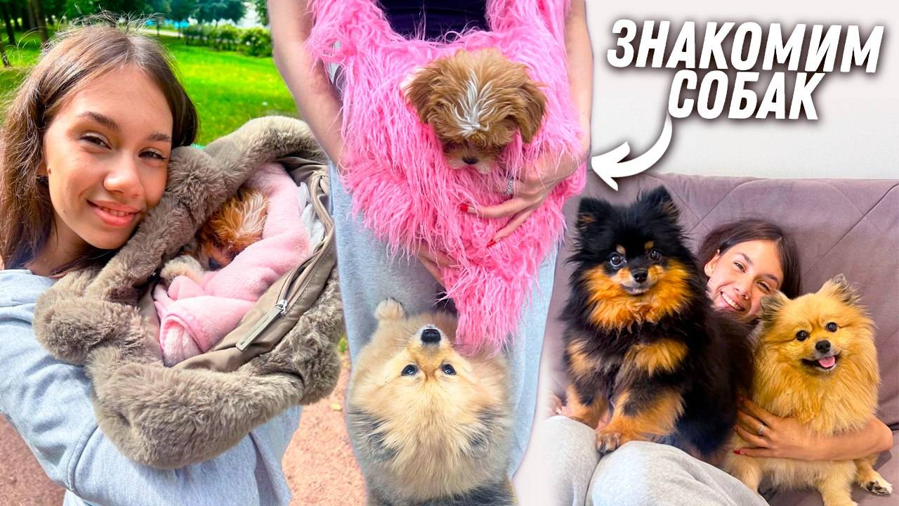 Принесла ЩЕНКА на ЗНАКОМСТВО с Моней и Элей