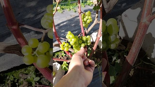 27.08.2025 погода налаживается, обработка мфк и йод.