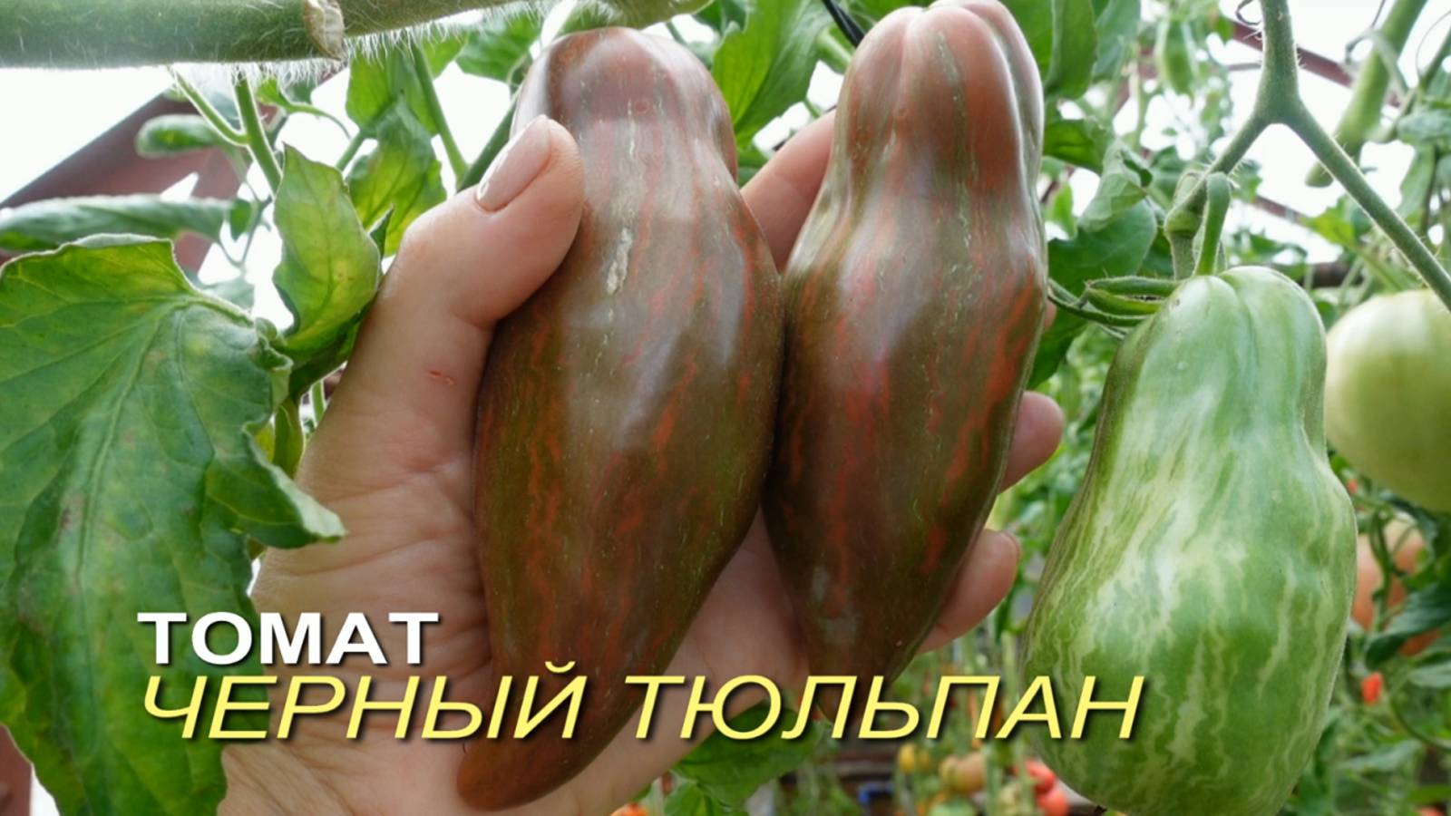 Томат ЧЕРНЫЙ ТЮЛЬПАН. Обзор сортов ТОМАТОВ!