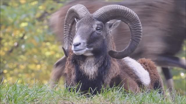 19907700-hd_1920_1080_30fps