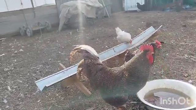 моё хозяйство