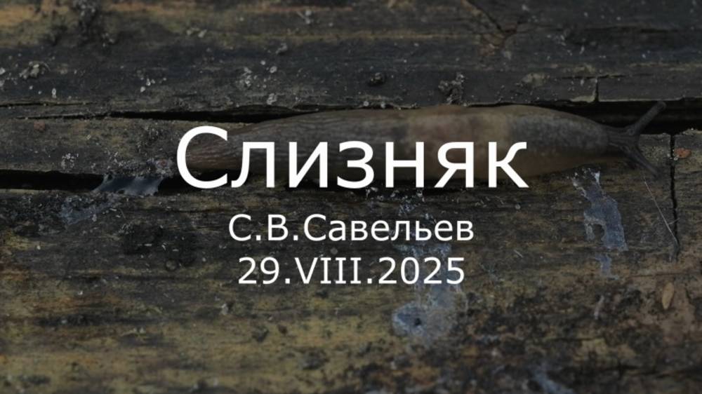 С.В. Савельев - Слизняк