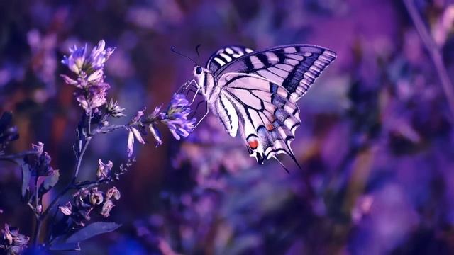 Музыка От Бессонницы.Лечебная Музыка При Проблемах Со Сном И Засыпанием.Музыка для Сна.