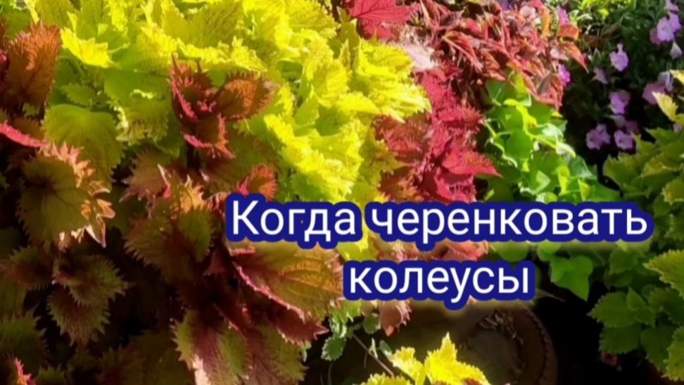 Колеусы . Пора черенковать или подождать?