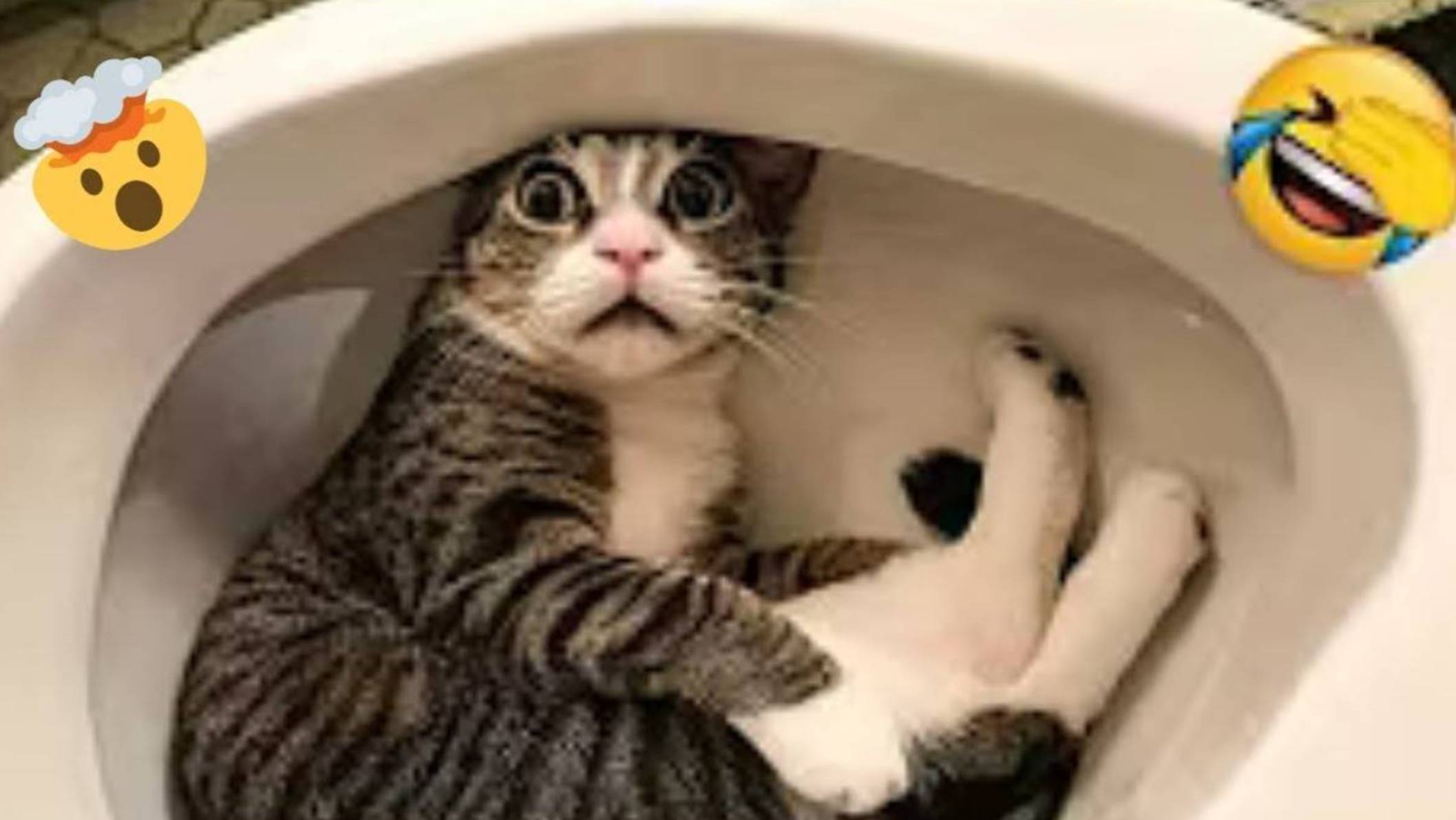 ЛУЧШИЕ СМЕШНЫЕ МОМЕНТЫ С ЖИВОТНЫМИ🐾НЕОЖИДАННЫЕ ПРИКОЛЫ С ЖИВОТНЫМИ ТОП приколов с животными! 2025