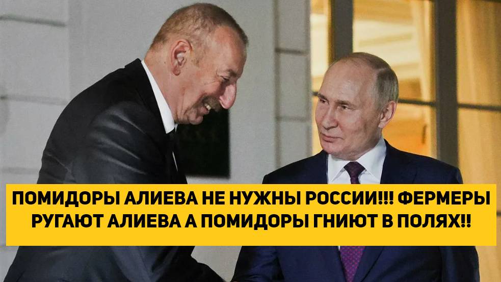 ПОМИДОРЫ АЛИЕВА НЕ НУЖНЫ РОССИИ!!! ФЕРМЕРЫ РУГАЮТ АЛИЕВА А ПОМИДОРЫ ГНИЮТ В ПОЛЯХ!!