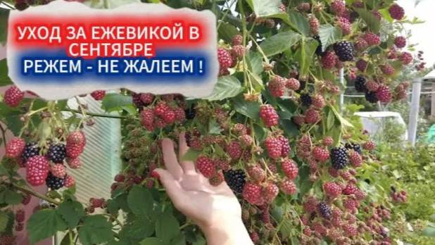 УХОД ЗА ЕЖЕВИКОЙ ОСЕНЬЮ. ОБРЕЗКА МОЛОДЫХ ПОБЕГОВ И СЕКРЕТ ОДНОВРЕМЕННОГО СОЗРЕВАНИЯ ЯГОД.