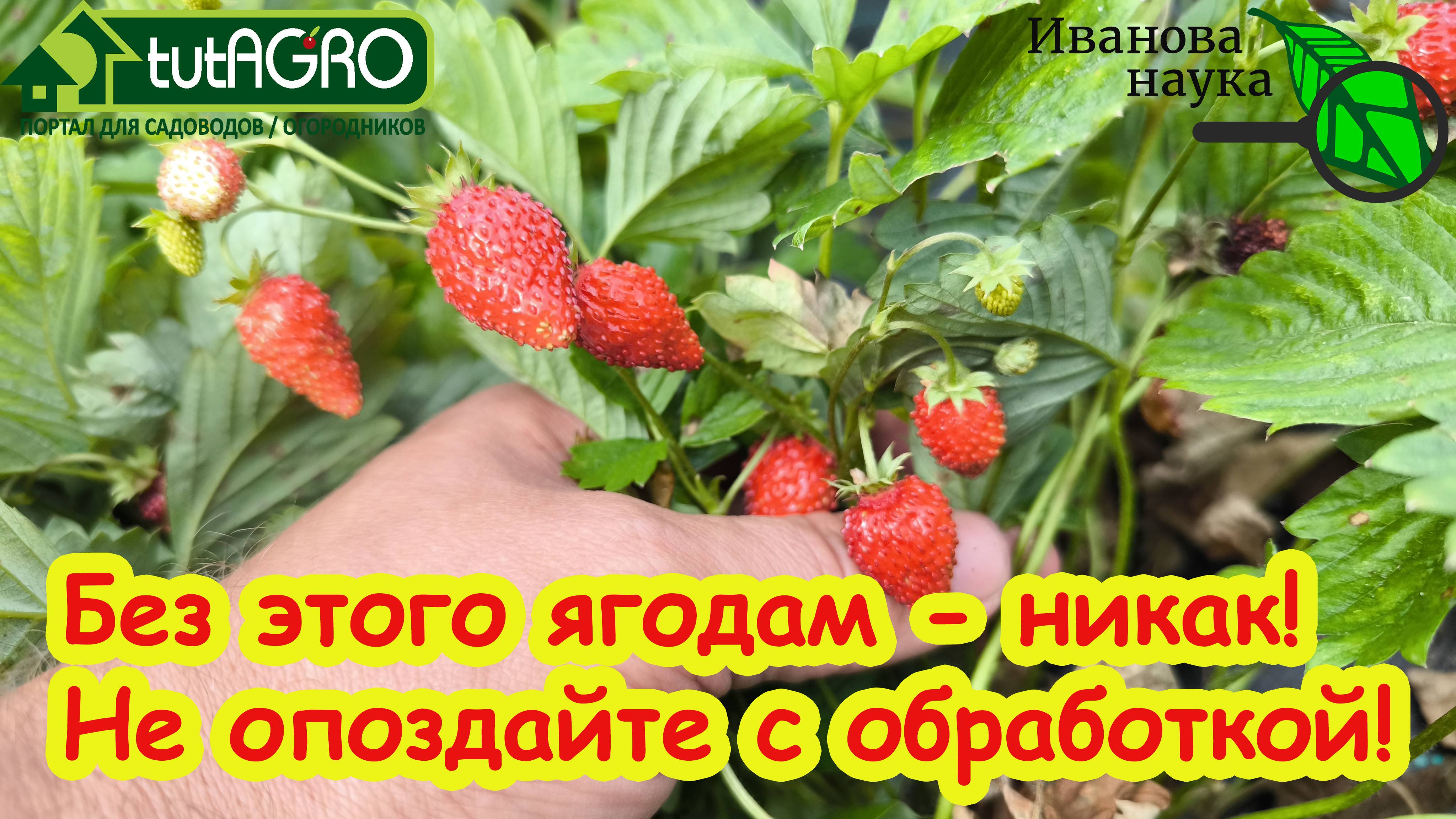 КЛУБНИКЕ и МАЛИНЕ ТЕПЕРЬ БЕЗ ЭТОГО НИКАК! Не затягивайте с этой обработкой!