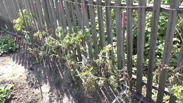 Безрассадные помидоры без укрытий в конце августа