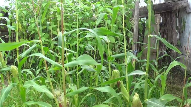 ОБЗОР : Жду созревания початков кукурузы ПОДПИШИСЬ
