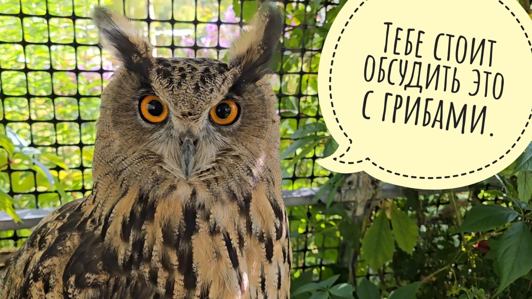 Про заблокированные счета. Центробанк дал ответ. Сова это слушать не захотела, а грибам пришлось