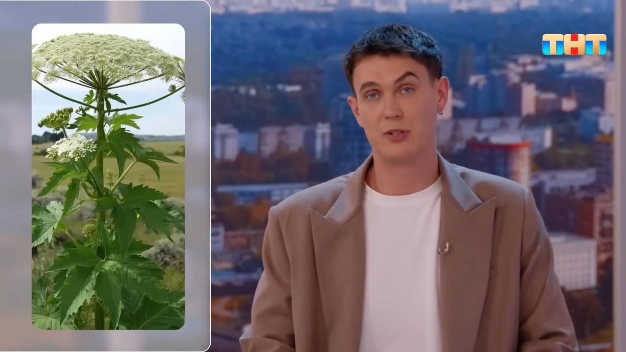Как эффективно бороться с борщевиком на своем участке?