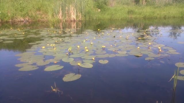 Жёлтые лили и лягушки на реке!