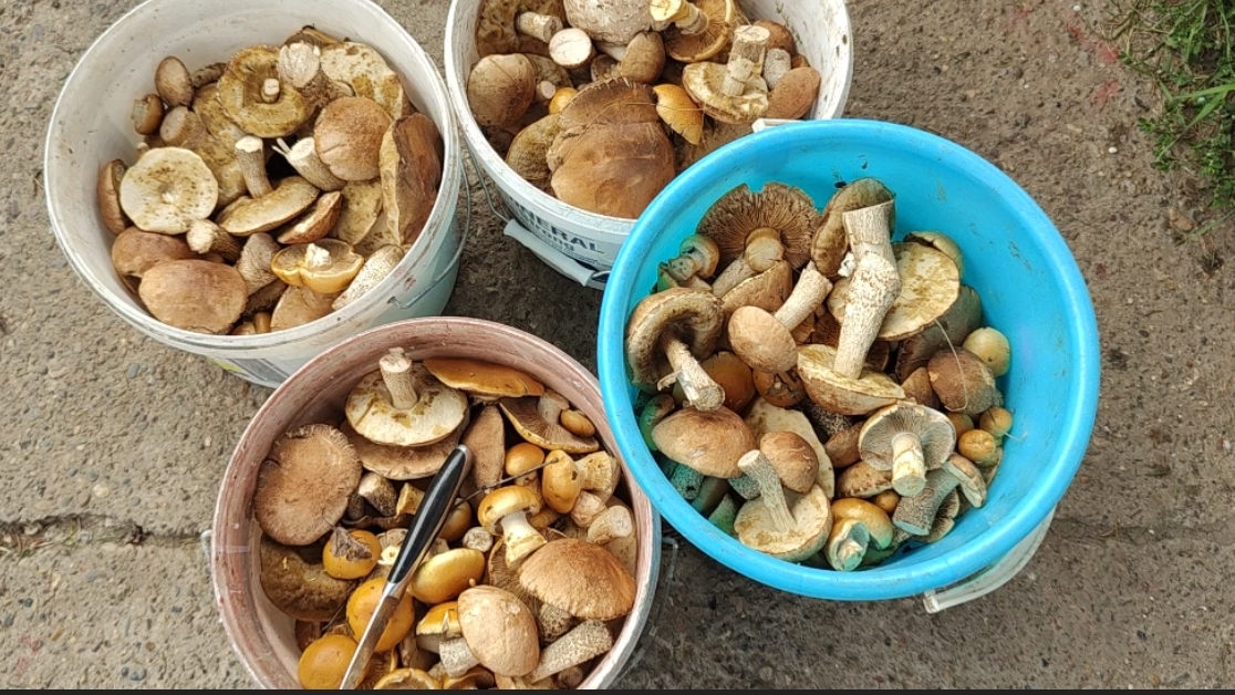 Непоседы в лес 🙋// сколько съедобных грибов 🤷 // меня укусили🥴//