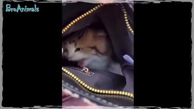 Смешные животные. Лучшее за неделю.