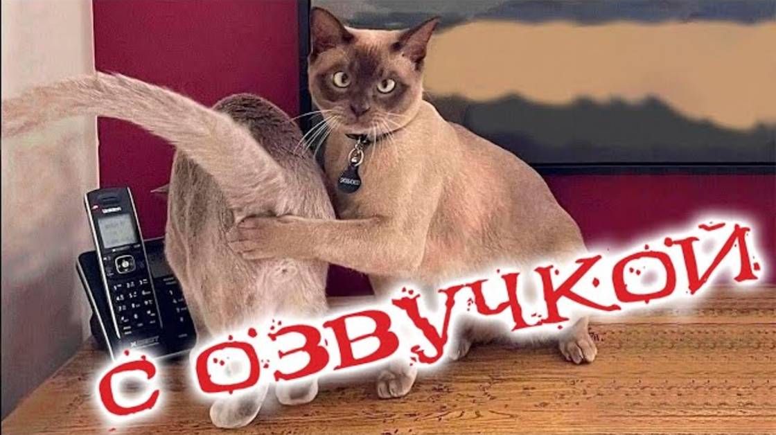 Приколы с котами С ОЗВУЧКОЙ! Смешные животные 2025! ТЕСТ НА ПСИХИКУ