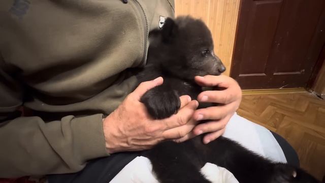 Кот Басик вместе с Владом хотят сбежать из этого ДУРДОМА, но Влад меня не оставит на растерзание)))