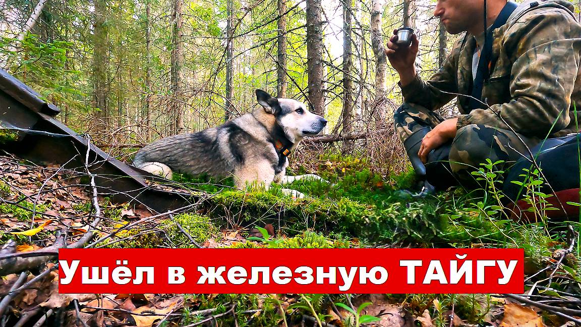 Ушёл в железную ТАЙГУ! Заброшенные лесные железные дороги. Тонны металла под ногами!