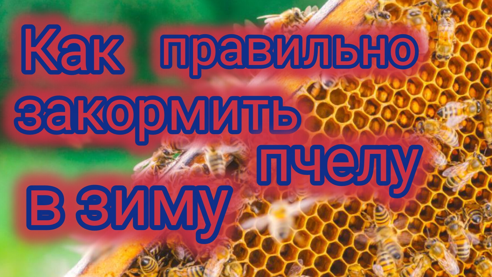Как правильно закормить пчелу в зиму