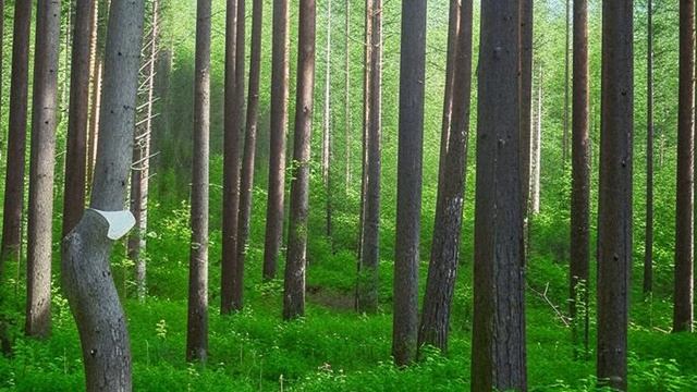 Звуки природы. Лес. Птицы.  Пение птиц в лесу для позитивного настроения