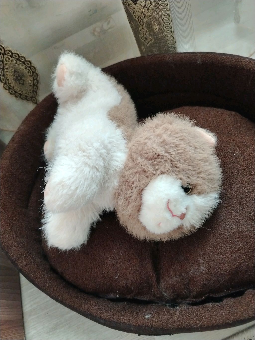 кот