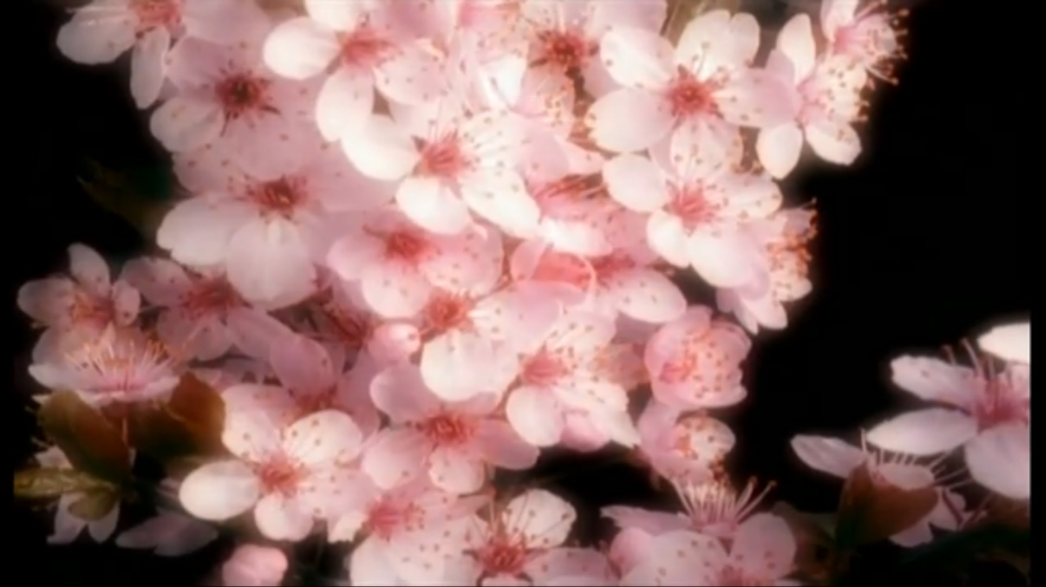 J. Stelling. & S. Kalashnikov. Версия 2 - романтик 📹 🌸